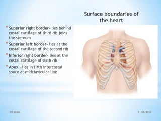 CVS (ANATOMY OF THE HEART) (1).pdf