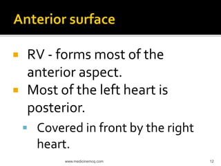  RV - forms most of the
anterior aspect.
 Most of the left heart is
posterior.
 Covered in front by the right
heart.
12www.medicinemcq.com
 