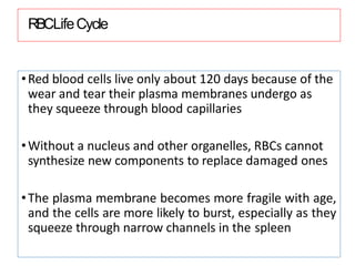 RBCLifeCycle
•Red blood cells live only about 120 days because of the
wear and tear their plasma membranes undergo as
they squeeze through blood capillaries
•Without a nucleus and other organelles, RBCs cannot
synthesize new components to replace damaged ones
•The plasma membrane becomes more fragile with age,
and the cells are more likely to burst, especially as they
squeeze through narrow channels in the spleen
 