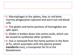 •1- Macrophages in the spleen, liver, or red bone
marrow phagocytize ruptured and worn-out red blood
cells
•2- The globin and heme portions of hemoglobin are
split apart.
•3- Globin is broken down into amino acids, which can
be reused to synthesize other proteins.
•4- Iron is removed from the heme portion in the form
of Fe, which associates with the plasma protein
transferrin iron), a transporter for Fe in the
bloodstream
 