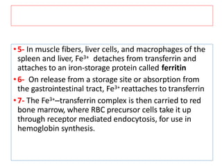 •5- In muscle fibers, liver cells, and macrophages of the
spleen and liver, Fe3+ detaches from transferrin and
attaches to an iron-storage protein called ferritin
•6- On release from a storage site or absorption from
the gastrointestinal tract, Fe3+ reattaches to transferrin
•7- The Fe3+–transferrin complex is then carried to red
bone marrow, where RBC precursor cells take it up
through receptor mediated endocytosis, for use in
hemoglobin synthesis.
 