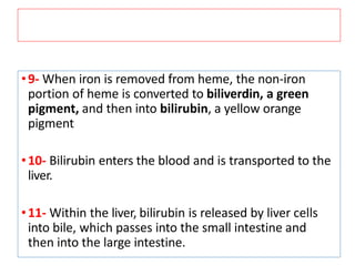 •9- When iron is removed from heme, the non-iron
portion of heme is converted to biliverdin, a green
pigment, and then into bilirubin, a yellow orange
pigment
•10- Bilirubin enters the blood and is transported to the
liver.
•11- Within the liver, bilirubin is released by liver cells
into bile, which passes into the small intestine and
then into the large intestine.
 