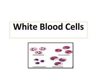 White Blood Cells
 