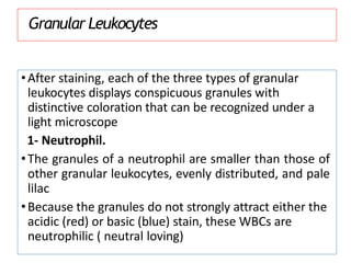 Granular Leukocytes
•After staining, each of the three types of granular
leukocytes displays conspicuous granules with
distinctive coloration that can be recognized under a
light microscope
1- Neutrophil.
•The granules of a neutrophil are smaller than those of
other granular leukocytes, evenly distributed, and pale
lilac
•Because the granules do not strongly attract either the
acidic (red) or basic (blue) stain, these WBCs are
neutrophilic ( neutral loving)
 