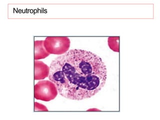 Neutrophils
 