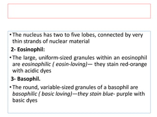 •The nucleus has two to five lobes, connected by very
thin strands of nuclear material
2- Eosinophil:
•The large, uniform-sized granules within an eosinophil
are eosinophilic ( eosin-loving)— they stain red-orange
with acidic dyes
3- Basophil.
•The round, variable-sized granules of a basophil are
basophilic ( basic loving)—they stain blue- purple with
basic dyes
 
