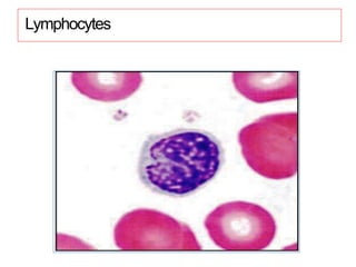 Lymphocytes
 