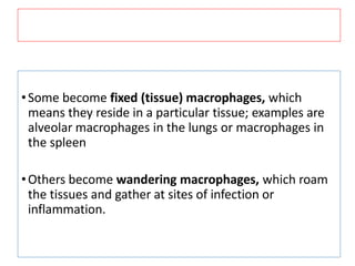 •Some become fixed (tissue) macrophages, which
means they reside in a particular tissue; examples are
alveolar macrophages in the lungs or macrophages in
the spleen
•Others become wandering macrophages, which roam
the tissues and gather at sites of infection or
inflammation.
 