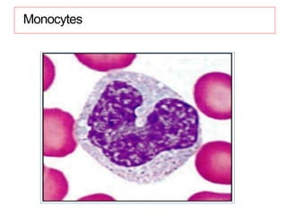 Monocytes
 