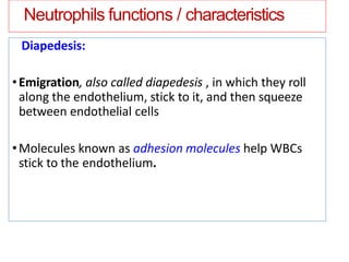 Neutrophils functions / characteristics
Diapedesis:
•Emigration, also called diapedesis , in which they roll
along the endothelium, stick to it, and then squeeze
between endothelial cells
•Molecules known as adhesion molecules help WBCs
stick to the endothelium.
 