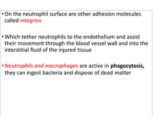 •On the neutrophil surface are other adhesion molecules
called integrins
•Which tether neutrophils to the endothelium and assist
their movement through the blood vessel wall and into the
interstitial fluid of the injured tissue
•Neutrophils and macrophages are active in phagocytosis,
they can ingest bacteria and dispose of dead matter
 