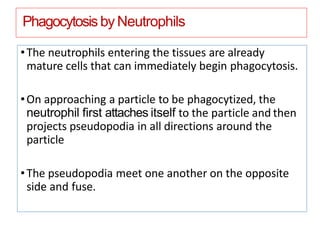 Phagocytosis byNeutrophils
•The neutrophils entering the tissues are already
mature cells that can immediately begin phagocytosis.
•On approaching a particle to be phagocytized, the
neutrophil ﬁrst attaches itself to the particle and then
projects pseudopodia in all directions around the
particle
•The pseudopodia meet one another on the opposite
side and fuse.
 