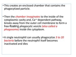•This creates an enclosed chamber that contains the
phagocytized particle.
•Then the chamber invaginates to the inside of the
cytoplasmic cavity and, Ca++ dependent pathway,
breaks away from the outer cell membrane to form a
free-ﬂoating phagocytic vesicle (also called a
phagosome) inside the cytoplasm.
•A single neutrophil can usually phagocytize 3 to 20
bacteria before the neutrophil itself becomes
inactivated and dies
 