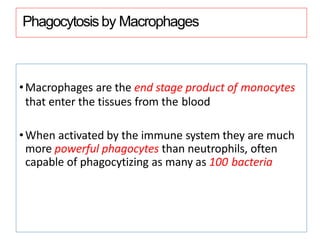 Phagocytosis by Macrophages
•Macrophages are the end stage product of monocytes
that enter the tissues from the blood
•When activated by the immune system they are much
more powerful phagocytes than neutrophils, often
capable of phagocytizing as many as 100 bacteria
 