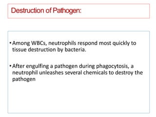Destruction of Pathogen:
•Among WBCs, neutrophils respond most quickly to
tissue destruction by bacteria.
•After engulfing a pathogen during phagocytosis, a
neutrophil unleashes several chemicals to destroy the
pathogen
 