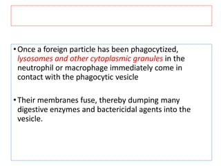 •Once a foreign particle has been phagocytized,
lysosomes and other cytoplasmic granules in the
neutrophil or macrophage immediately come in
contact with the phagocytic vesicle
•Their membranes fuse, thereby dumping many
digestive enzymes and bactericidal agents into the
vesicle.
 