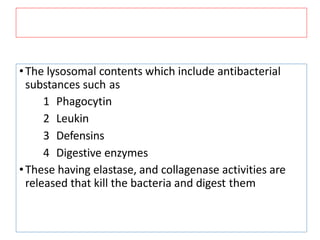 •The lysosomal contents which include antibacterial
substances such as
1 Phagocytin
2 Leukin
3 Defensins
4 Digestive enzymes
•These having elastase, and collagenase activities are
released that kill the bacteria and digest them
 
