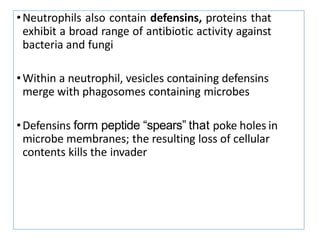•Neutrophils also contain defensins, proteins that
exhibit a broad range of antibiotic activity against
bacteria and fungi
•Within a neutrophil, vesicles containing defensins
merge with phagosomes containing microbes
•Defensins form peptide “spears” that poke holes in
microbe membranes; the resulting loss of cellular
contents kills the invader
 