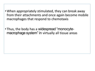 •When appropriately stimulated, they can break away
from their attachments and once again become mobile
macrophages that respond to chemotaxis
•Thus, the body has a widespread “monocyte-
macrophage system” in virtually all tissue areas
 