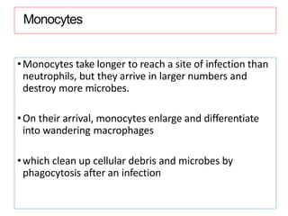 Monocytes
•Monocytes take longer to reach a site of infection than
neutrophils, but they arrive in larger numbers and
destroy more microbes.
•On their arrival, monocytes enlarge and differentiate
into wandering macrophages
•which clean up cellular debris and microbes by
phagocytosis after an infection
 