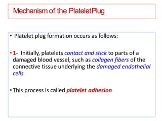 Mechanism of the PlateletPlug
• Platelet plug formation occurs as follows:
•1- Initially, platelets contact and stick to parts of a
damaged blood vessel, such as collagen fibers of the
connective tissue underlying the damaged endothelial
cells
•This process is called platelet adhesion
 
