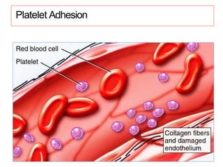 Platelet Adhesion
 