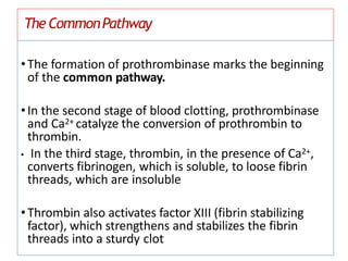 TheCommonPathway
•The formation of prothrombinase marks the beginning
of the common pathway.
•In the second stage of blood clotting, prothrombinase
and Ca2+ catalyze the conversion of prothrombin to
thrombin.
• In the third stage, thrombin, in the presence of Ca2+,
converts fibrinogen, which is soluble, to loose fibrin
threads, which are insoluble
•Thrombin also activates factor XIII (fibrin stabilizing
factor), which strengthens and stabilizes the fibrin
threads into a sturdy clot
 