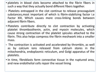 • platelets in blood clots become attached to the fibrin fibers in
such a way that they actually bond different fibers together.
• Platelets entrapped in the clot continue to release procoagulant
substances,most important of which is fibrin-stabilizing factor i.e
Factor XIII, Which causes more cross-linking bonds between
adjacent fibrin fibers.
• Platelets contribute directly to clot contraction by activating
platelet thrombosthenin, actin, and myosin molecules, which
cause strong contraction of the platelet spicules attached to the
fibrin. This also helps compress the fibrin meshwork into a smaller
mass.
• The contraction is activated and accelerated by thrombin, as well
as by calcium ions released from calcium stores in the
mitochondria, endoplasmic reticulum, and Golgi apparatus of the
platelets.
• In time, fibroblasts form connective tissue in the ruptured area,
and new endothelial cells repair the vessel lining
 