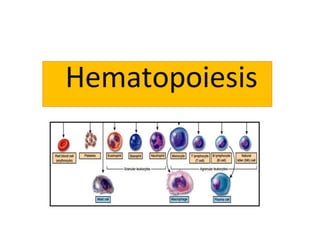 Hematopoiesis
 