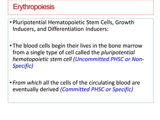 Erythropoiesis
•Pluripotential Hematopoietic Stem Cells, Growth
Inducers, and Differentiation Inducers:
•The blood cells begin their lives in the bone marrow
from a single type of cell called the pluripotential
hematopoietic stem cell (Uncommitted PHSC or Non-
Specific)
•From which all the cells of the circulating blood are
eventually derived (Committed PHSC or Specific)
 