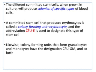 •The different committed stem cells, when grown in
culture, will produce colonies of speciﬁc types of blood
cells.
•A committed stem cell that produces erythrocytes is
called a colony-forming unit–erythrocyte, and the
abbreviation CFU-E is used to designate this type of
stem cell
•Likewise, colony-forming units that form granulocytes
and monocytes have the designation CFU-GM, and so
forth
 