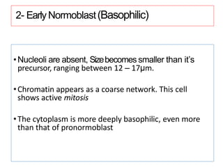 2- EarlyNormoblast(Basophilic)
•Nucleoli are absent, Sizebecomes smaller than it’s
precursor, ranging between 12 – 17μm.
•Chromatin appears as a coarse network. This cell
shows active mitosis
•The cytoplasm is more deeply basophilic, even more
than that of pronormoblast
 
