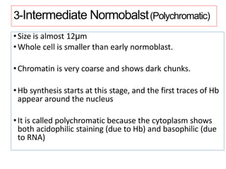 3-Intermediate Normobalst(Polychromatic)
•Size is almost 12μm
•Whole cell is smaller than early normoblast.
•Chromatin is very coarse and shows dark chunks.
•Hb synthesis starts at this stage, and the first traces of Hb
appear around the nucleus
•It is called polychromatic because the cytoplasm shows
both acidophilic staining (due to Hb) and basophilic (due
to RNA)
 