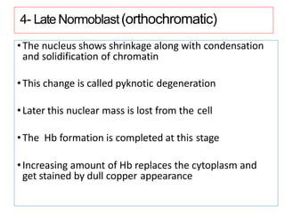 4- LateNormoblast(orthochromatic)
•The nucleus shows shrinkage along with condensation
and solidification of chromatin
•This change is called pyknotic degeneration
•Later this nuclear mass is lost from the cell
•The Hb formation is completed at this stage
•Increasing amount of Hb replaces the cytoplasm and
get stained by dull copper appearance
 