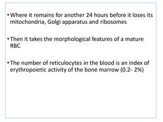 •Where it remains for another 24 hours before it loses its
mitochondria, Golgi apparatus and ribosomes
•Then it takes the morphological features of a mature
RBC
•The number of reticulocytes in the blood is an index of
erythropoietic activity of the bone marrow (0.2- 2%)
 