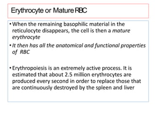 Erythrocyte or MatureRBC
•When the remaining basophilic material in the
reticulocyte disappears, the cell is then a mature
erythrocyte
•It then has all the anatomical and functional properties
of RBC
•Erythropoiesis is an extremely active process. It is
estimated that about 2.5 million erythrocytes are
produced every second in order to replace those that
are continuously destroyed by the spleen and liver
 
