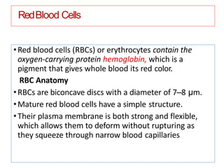 RedBlood Cells
•Red blood cells (RBCs) or erythrocytes contain the
oxygen-carrying protein hemoglobin, which is a
pigment that gives whole blood its red color.
RBC Anatomy
•RBCs are biconcave discs with a diameter of 7–8 μm.
•Mature red blood cells have a simple structure.
•Their plasma membrane is both strong and flexible,
which allows them to deform without rupturing as
they squeeze through narrow blood capillaries
 