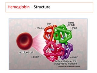 Hemoglobin – Structure
 