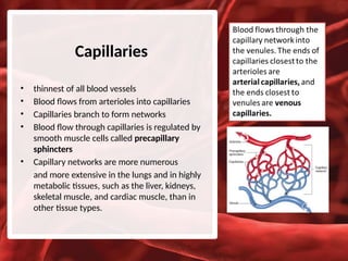 The Cardiovascular System: Blood Vessels | PPTX