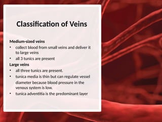 Veines Classification The Cardiovascular System: Blood Vessels | PPTX