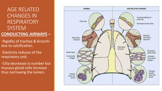 AGE RELATED
CHANGES IN
RESPIRATORY
SYSTEM
CONDUCTING AIRWAYS –
•Rigidity of trachea & bronchi
due to calcification.
•Elasticity reduces of the
respiratory unit.
•Cilia decreases is number but
mucous gland cells increase
thus narrowing the lumen.
 