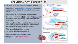 FORMATION OF THE HEART TUBE
• The heart is the first functional organ to develop.
• It develops from splanchnic mesoderm (cardiogenic
area), cranial to the developing mouth and nervous
system.
• It lies ventral to the developing pericardial sac.
• The heart primordium is first evident at 18 days (as an
angioplasty cords which soon canalize to form the 2
heart tubes).
• After completion of the head fold, the developing
heart tubes lie in the ventral aspect of the embryo
and dorsal to the developing pericardial sac.
• After lateral folding of the embryo:
• The 2 heart tubes fuse together to
form a single endocardial heart tube.
• It begins to beat at 22 to 23 days.
 
