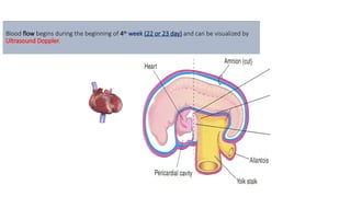 Blood flow begins during the beginning of 4th
week (22 or 23 day) and can be visualized by
Ultrasound Doppler.
 