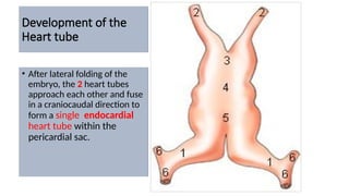 Development of the
Heart tube
• After lateral folding of the
embryo, the 2 heart tubes
approach each other and fuse
in a craniocaudal direction to
form a single endocardial
heart tube within the
pericardial sac.
 