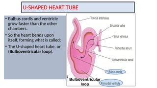 U-SHAPED HEART TUBE
• Bulbus cordis and ventricle
grow faster than the other
chambers.
• So the heart bends upon
itself, forming what is called:
• The U-shaped heart tube, or
(Bulboventricular loop).
Bulboventricular
loop
 