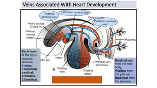 Veins Associated With Heart Development
Each horn
of the sinus
venosus
receives
3 veins:
1.Common
cardinal.
2.Vitelline.
3.Umbilical.
Cardinal vein
from the fetal
body.
Vitelline from
the yolk sac.
Umbilical from
the placenta.
 