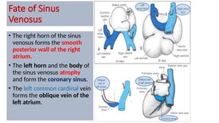 Fate of Sinus
Venosus
• The right horn of the sinus
venosus forms the smooth
posterior wall of the right
atrium.
• The left horn and the body of
the sinus venosus atrophy
and form the coronary sinus.
• The left common cardinal vein
forms the oblique vein of the
left atrium.
 