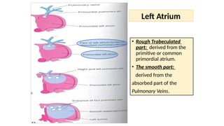 • Rough Trabeculated
part: derived from the
primitive or common
primordial atrium.
• The smooth part:
derived from the
absorbed part of the
Pulmonary Veins.
Left Atrium
 