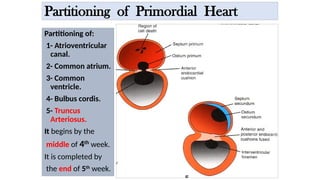 Partitioning of Primordial Heart
Partitioning of:
1- Atrioventricular
canal.
2- Common atrium.
3- Common
ventricle.
4- Bulbus cordis.
5- Truncus
Arteriosus.
It begins by the
middle of 4th
week.
It is completed by
the end of 5th
week.
 