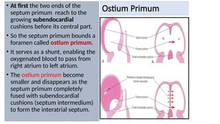 Ostium Primum
• At first the two ends of the
septum primum reach to the
growing subendocardial
cushions before its central part.
• So the septum primum bounds a
foramen called ostium primum.
• It serves as a shunt, enabling the
oxygenated blood to pass from
right atrium to left atrium.
• The ostium primum become
smaller and disappears as the
septum primum completely
fused with subendocardial
cushions (septum intermedium)
to form the interatrial septum.
 